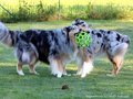 Collie-Impressionen im Juli 2022