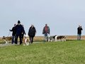 Collie-Treffen am 21.10.2023