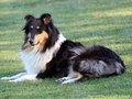 Collie-Impressionen im Juli 2022