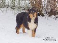 Pebblecreek's Dark Knight "Jamal"