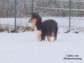 Pebblecreek's Dark Knight "Jamal"