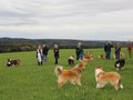 Collie-Treffen am 21.10.2023