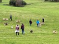 Collie-Treffen am 21.10.2023