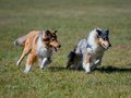 10 Jahre Collies vom Neckarwiesenweg - 13.10.18