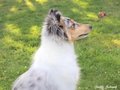 Lilli Marleen vom Neckarwiesenweg
