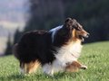 Pebblecreek's Dark Knight "Jamal"