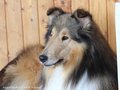 Collie-Impressionen im Juli 2022