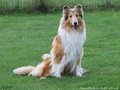 Collie-Impressionen im Juli 2022