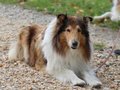 Collie-Treffen am 21.10.2023