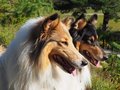 Jamila und Kimi