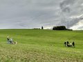 Collie-Treffen am 21.10.2023