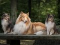 Marley vom Neckarwiesenweg