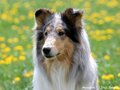 Lilli Marleen vom Neckarwiesenweg