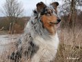 Amica Blue vom Neckarwiesenweg