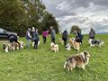 Collie-Treffen am 21.10.2023