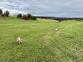 Collie-Treffen am 21.10.2023