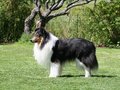 D`leh the Yagahl of Kingly Shine