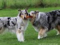 Collie-Impressionen im Juli 2022