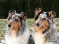 Gwendolyn vom Neckarwiesenweg