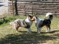 Welpentreffen 2012