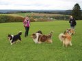 Collie-Treffen am 21.10.2023