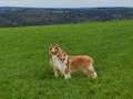 Collie-Treffen am 21.10.2023