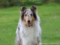Collie-Impressionen im Juli 2022