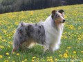 Lilli Marleen vom Neckarwiesenweg
