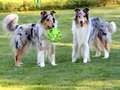 Collie-Impressionen im Juli 2022