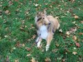 Collie-Treffen am 21.10.2023