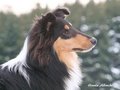 Pebblecreek's Dark Knight "Jamal"