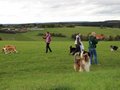Collie-Treffen am 21.10.2023
