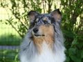 Amica Blue vom Neckarwiesenweg