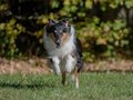 10 Jahre Collies vom Neckarwiesenweg - 13.10.18