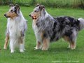 Collie-Impressionen im Juli 2022