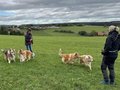 Collie-Treffen am 21.10.2023
