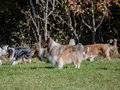 10 Jahre Collies vom Neckarwiesenweg - 13.10.18