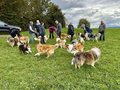 Collie-Treffen am 21.10.2023