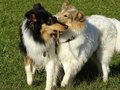 Jamila und Kimi