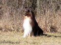 Pebblecreek's Dark Knight "Jamal"