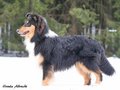 Pebblecreek's Dark Knight "Jamal"