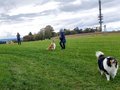 Collie-Treffen am 21.10.2023