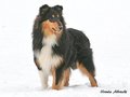 Pebblecreek's Dark Knight "Jamal"