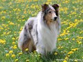 Lilli Marleen vom Neckarwiesenweg