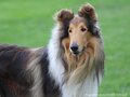 Collie-Impressionen im Juli 2022