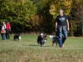 10 Jahre Collies vom Neckarwiesenweg - 13.10.18