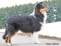 Pebblecreek's Dark Knight "Jamal"