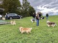 Collie-Treffen am 21.10.2023