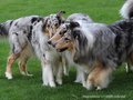 Collie-Impressionen im Juli 2022