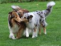 Collie-Impressionen im Juli 2022